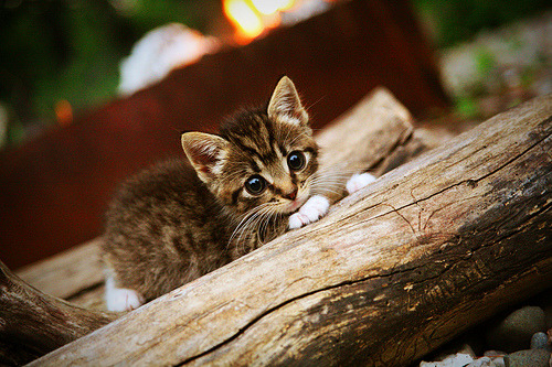 高校体育课程模块化建设与个性化学习研究,高校体育教学模式