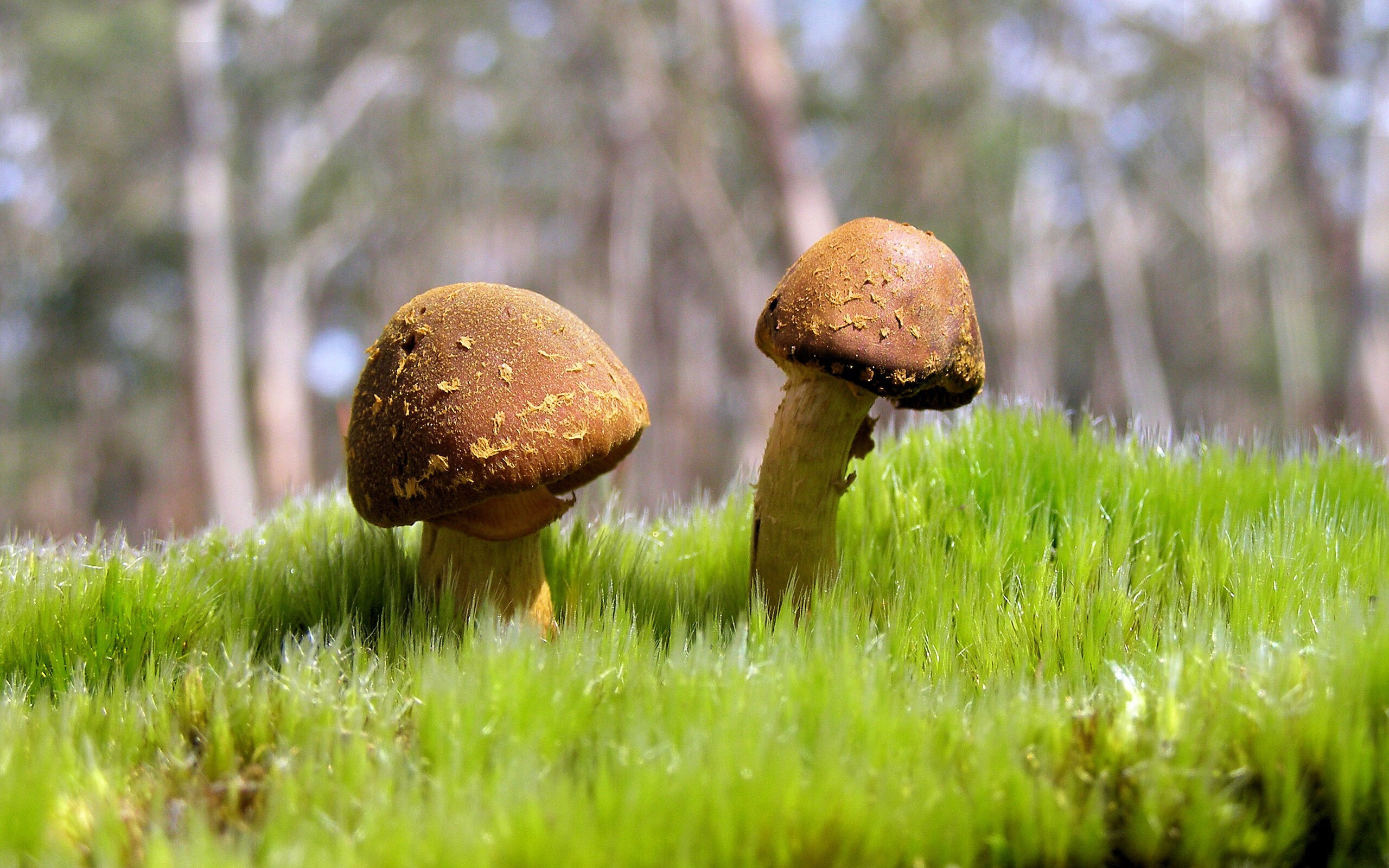 CBA联赛裁判判罚更趋公正,cba裁判球赛