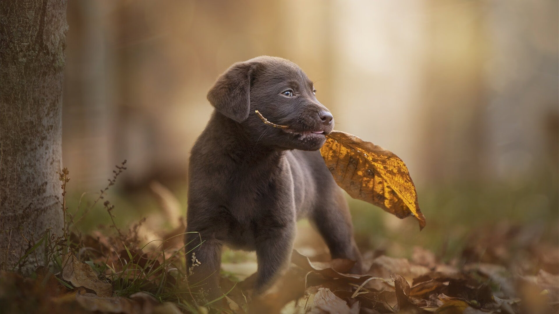 世界羽联年度颁奖盛典中国选手揽多项荣誉,2020世界羽联