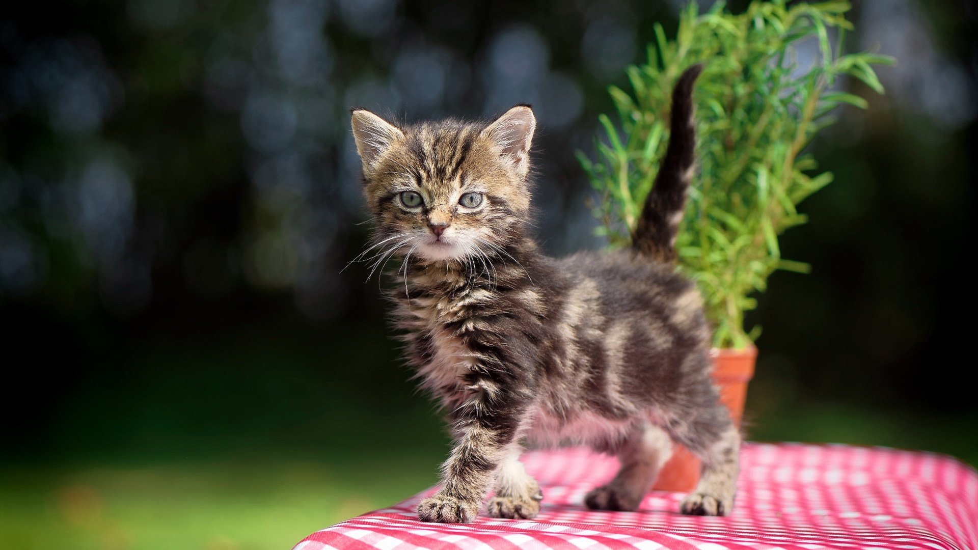 基层足球发展如何打破资源壁垒,足球如何突破