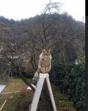 控卫防守视野如何影响全队轮转，控卫防守视野如何影响全队轮转状态