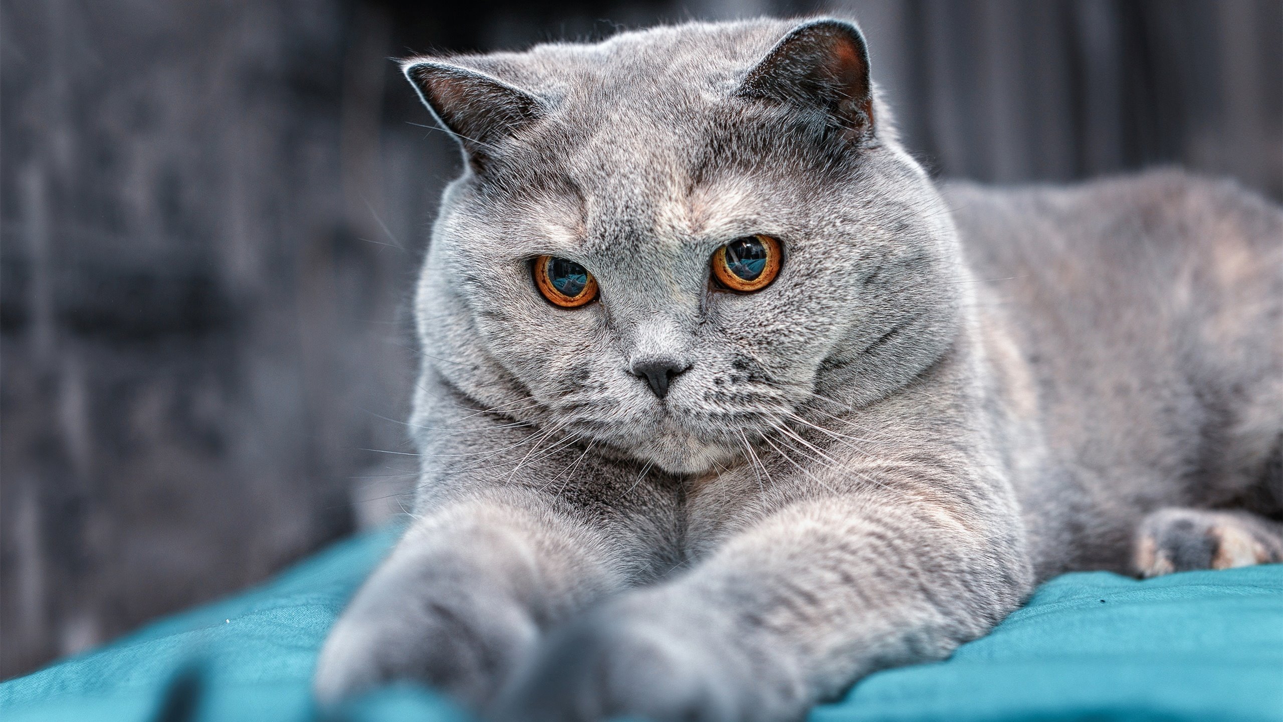 澳大利亚队的未来战略:目标是成为全球顶尖乒乓强队,澳大利亚 乒乓球 lay