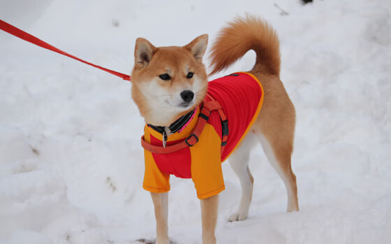 世界杯精彩盛宴:激情不断,奇迹频现!,世界杯激动人心时刻