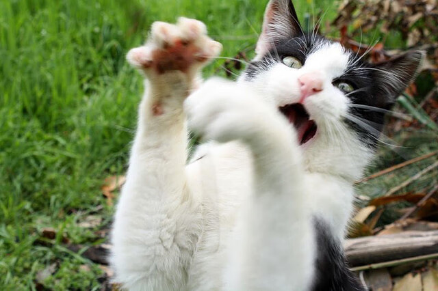 开云体育官网下载-王楚钦赛场表现获赞乒乓球世锦赛，王楚钦2020乒乓球比赛视频