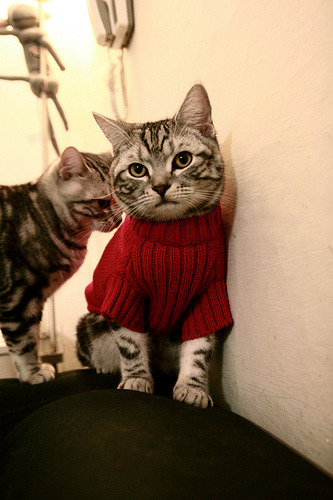 高尔的快速反击和突破能力，成为袋鼠队制胜法宝