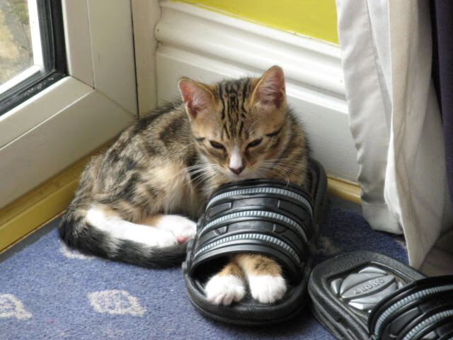 开云体育在线入口-下一场樊振东会继续光速下班？德杯八强战看点拉满，樊振东vs德国